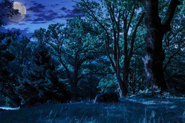 Лесная поляна в тени деревьев ночью — стоковое фото