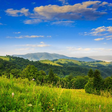 hillside Vadisi üzerinde iğne yapraklı orman