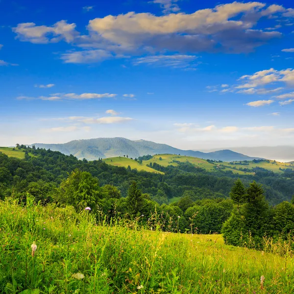 Coniferous forest on a  hillside valley — Stock Photo, Image