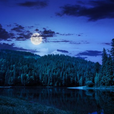 çam ormanı ve göl kenarında gece dağ
