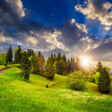 gün batımında dağ çayır hillside orman