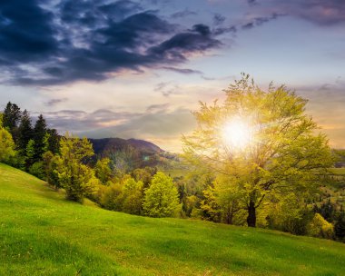 gün batımında dağ çayır hillside orman
