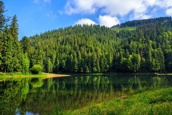 Pinhal e lago perto da montanha — Fotografia de Stock