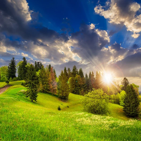 Gün batımında dağ çayır hillside orman — Stok fotoğraf