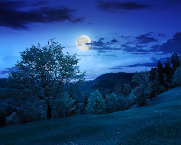 Floresta no prado de encosta na montanha à noite — Fotografia de Stock