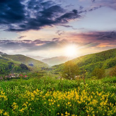 hillside günbatımında dağ çayır çiçekler