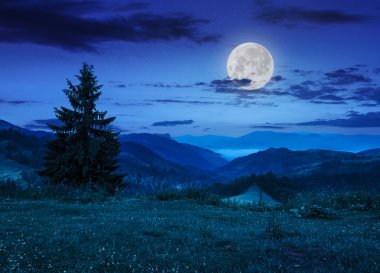 çam ağacı yamaca gece bulutlu gökyüzü altında