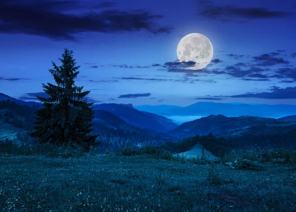 Drzewo sosny na wzgórzu pod pochmurnego nieba nocą — Zdjęcie stockowe