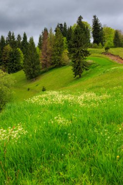 çam ağaçlarının yamaca dağlarda valley yakınındaki