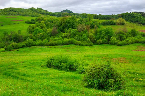 Bosque cerca del valle en las montañas en la ladera —  Fotos de Stock