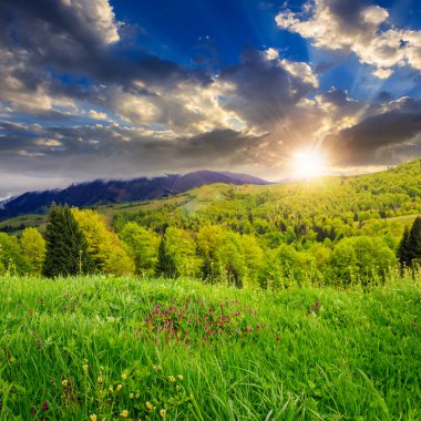 gün batımında dağlarda valley yakınındaki çam ağaçları