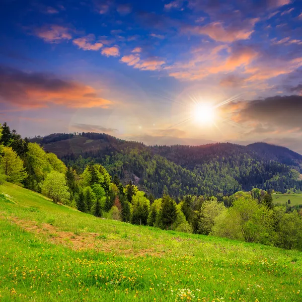 Gün batımında dağlarda valley yakınındaki çam ağaçları — Stok fotoğraf