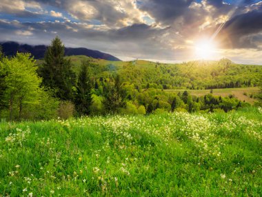 gün batımında dağlarda valley yakınındaki çam ağaçları