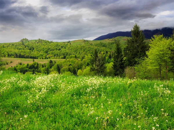 Tallar nära valley i bergen — Stockfoto