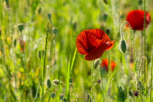 Amapola fresca grande en el campo —  Fotos de Stock