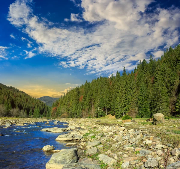 Bosque río con piedras — Foto de Stock