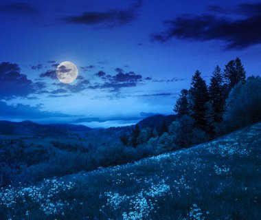çam ağaçlarının yamaca geceleri dağlarda valley yakınındaki