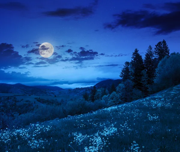 Pine trees near valley in mountains  on hillside at night — Stock Photo, Image