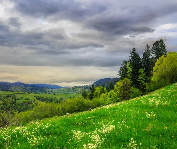 çam ağaçlarının yamaca dağlarda valley yakınındaki