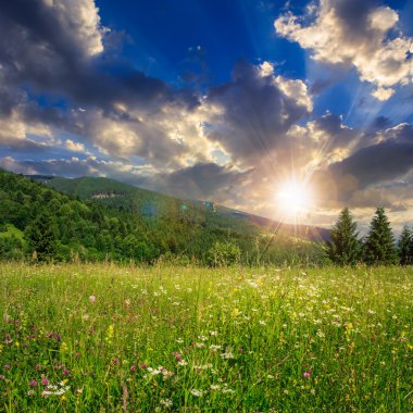 çam ağaçları ile gökyüzü altında yamaca dağlarda valley yakınındaki 