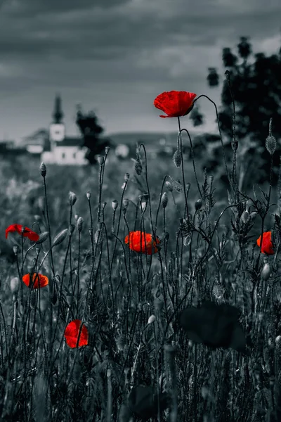 Big fresh poppies in the field — Stock Photo, Image