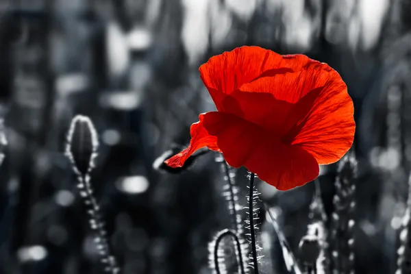 Grote verse papaver in het veld — Stockfoto