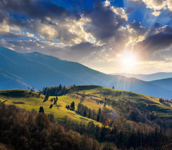 Pini vicino a valle in montagna sul fianco della collina al tramonto — Foto Stock