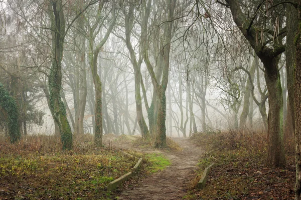 Caminatas matutinas en niebla — Foto de Stock