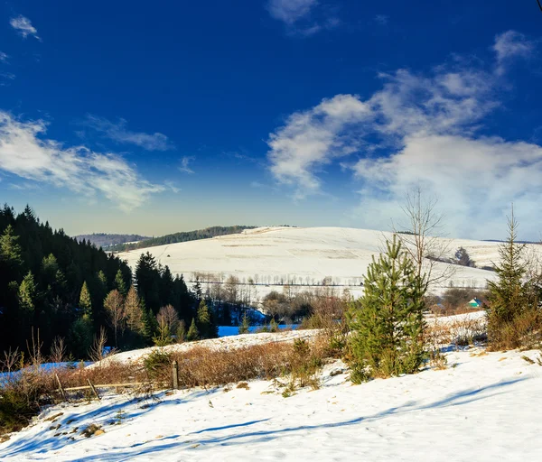 Bosque de abeto en la ladera nevada — Foto de Stock