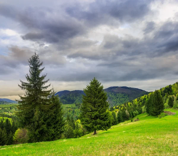 Foresta di conifere su un pendio di montagna — Foto Stock