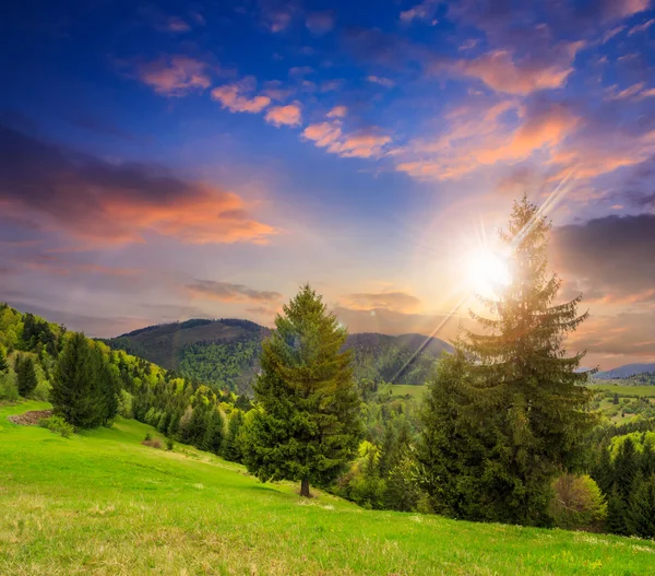 Coniferous forest on a  mountain slope at sunset — Stock Photo, Image