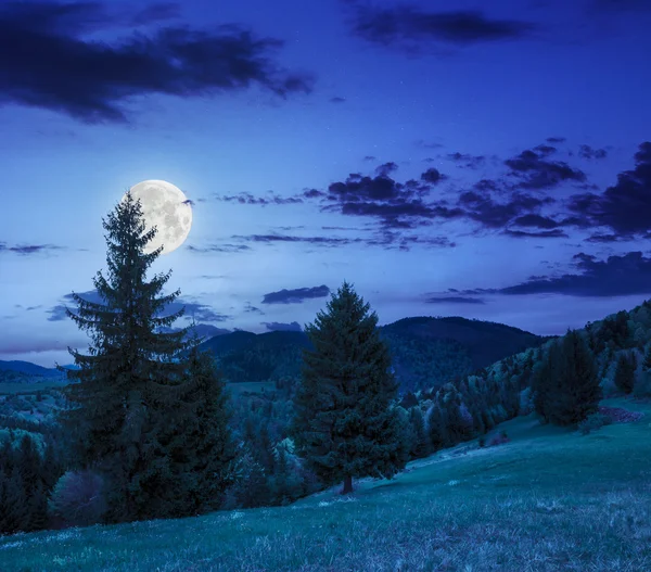 Naaldhout bos op een berghelling bij nacht — Stockfoto