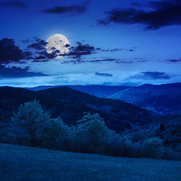 Trees near valley in mountains  on hillside at night — Stock Photo, Image