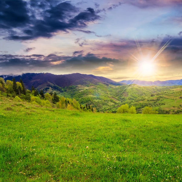 Trees near meadow in mountains at sunset — Stock Photo, Image