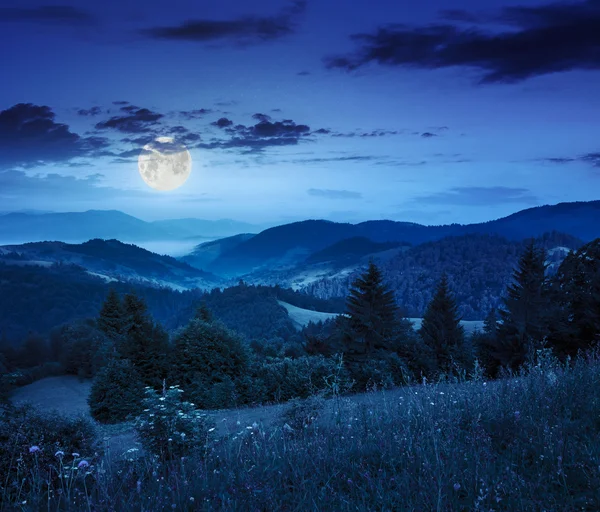 夜の山の斜面上における針葉樹林 — ストック写真