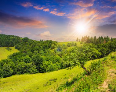 gün batımında dağlarda valley yakınındaki ağaçlar