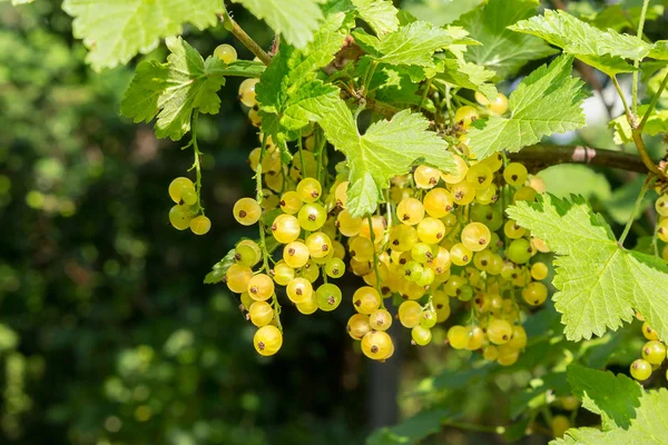 Witte krenten op een onscherpe achtergrond van tuin — Stockfoto