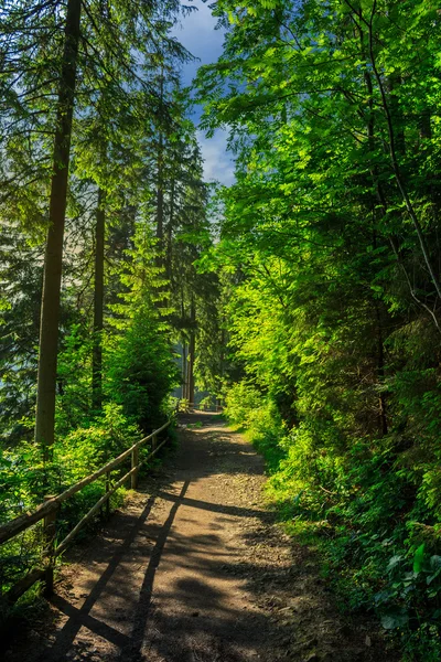 Morgenspaziergänge im Wald — Stockfoto