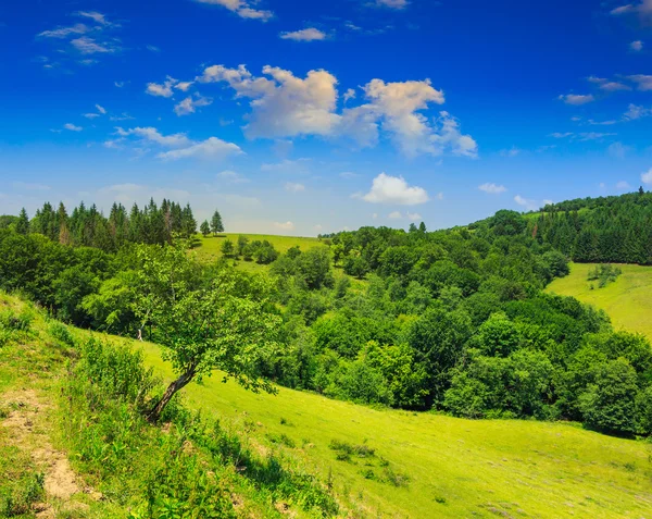 Trees near valley in mountains — Stock Photo, Image