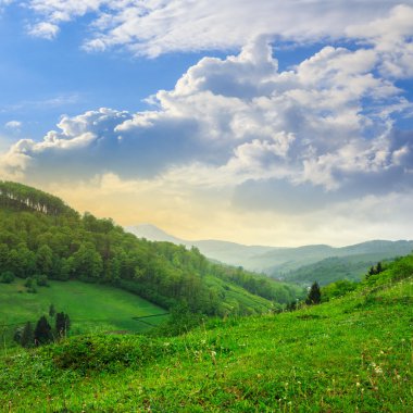 cold fog on forest  in mountains