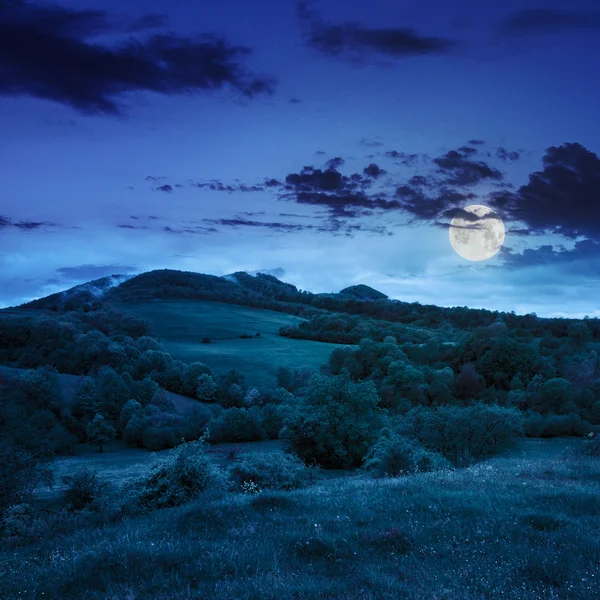 Forest near meadow in mountains at night — Stock Photo, Image