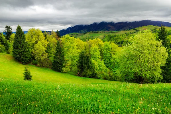 Skog nära äng i bergen — Stockfoto