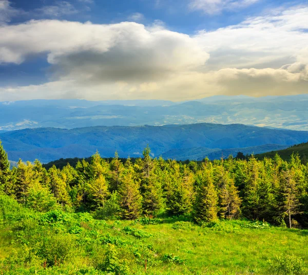 Foresta di conifere su un pendio di montagna — Foto Stock
