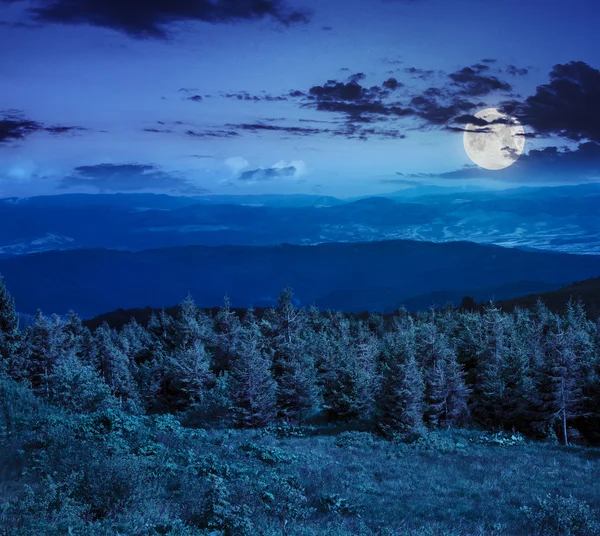Geceleri bir dağ yamacında iğne yapraklı orman — Stok fotoğraf