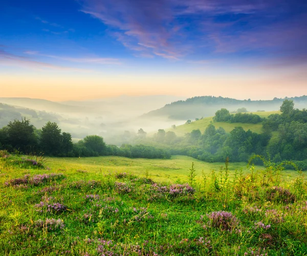 Nebbia fredda in montagne su foresta — Foto Stock