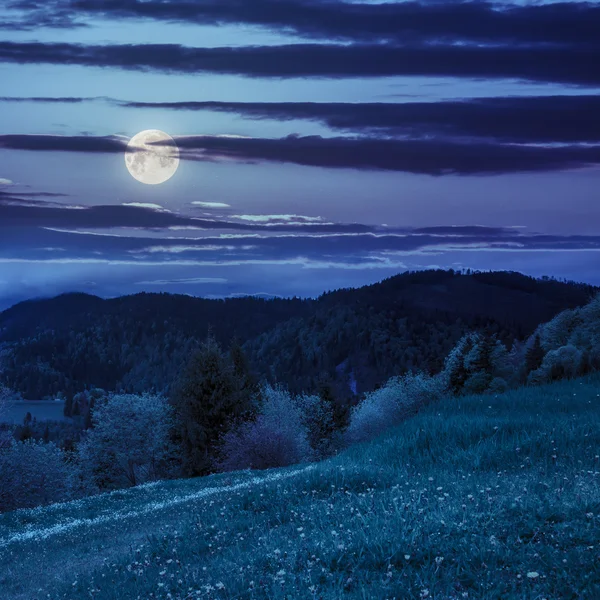 Trees near valley in mountains  at night — Stock Photo, Image