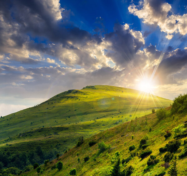 coniferous forest on a  mountain slope at sunset