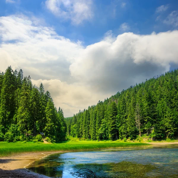 Bosque de pinos y lago cerca de la montaña —  Fotos de Stock