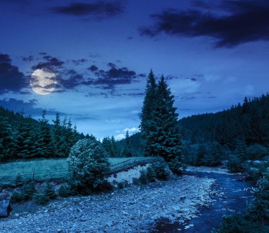 Orman geceleri vahşi dağ Nehri