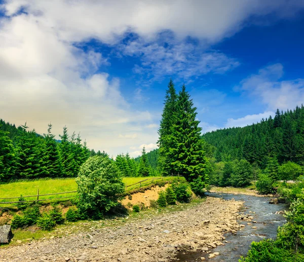 Wild mountain river near forest — Stock Photo, Image